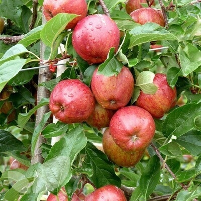 Apple Tree 'Royal Gala'