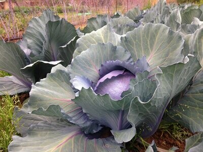 Cabbage 'Red Express'