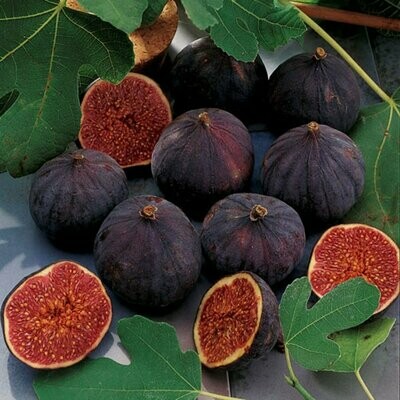 Fig Tree 'Chicago Hardy'