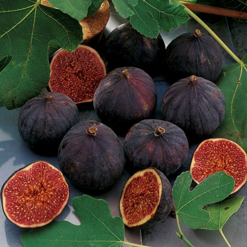 Fig Tree &#39;Chicago Hardy&#39;