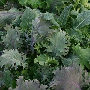 Kale