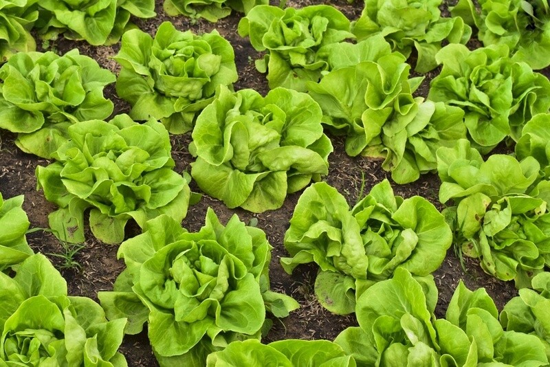 Lettuce &#39;Buttercrunch Bibb&#39;
