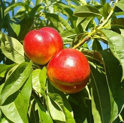 Nectarine Tree 'Redgold'