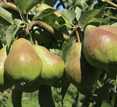 Pear Tree 'Bartlett'
