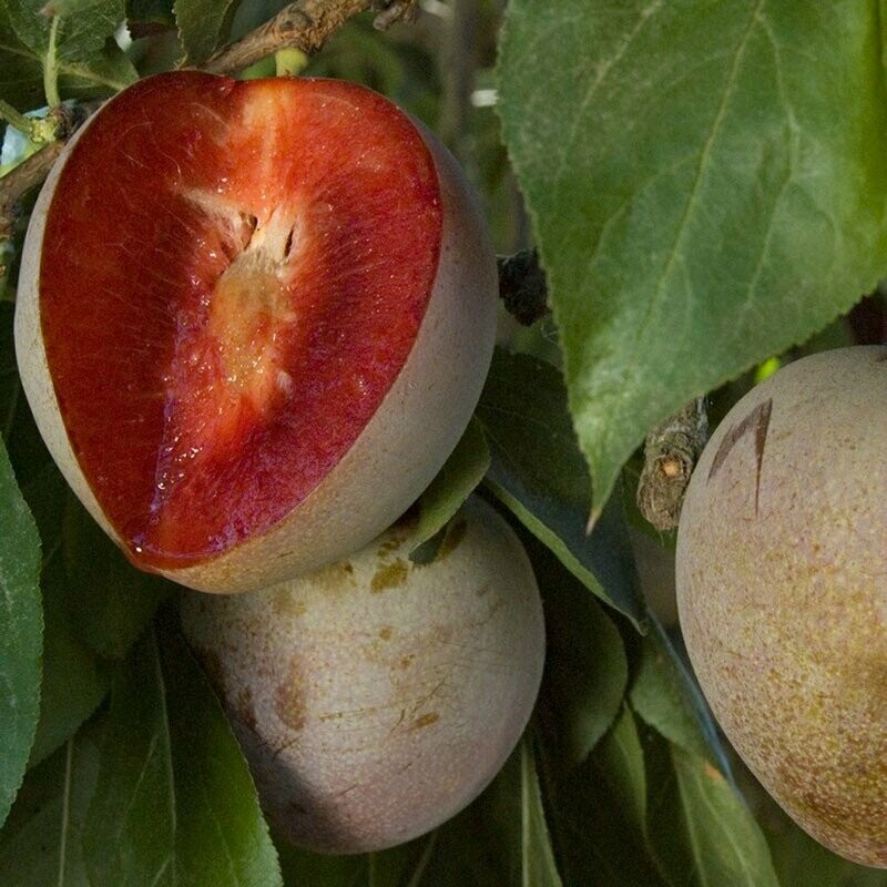 Plum Tree &#39;Elephant Heart&#39;