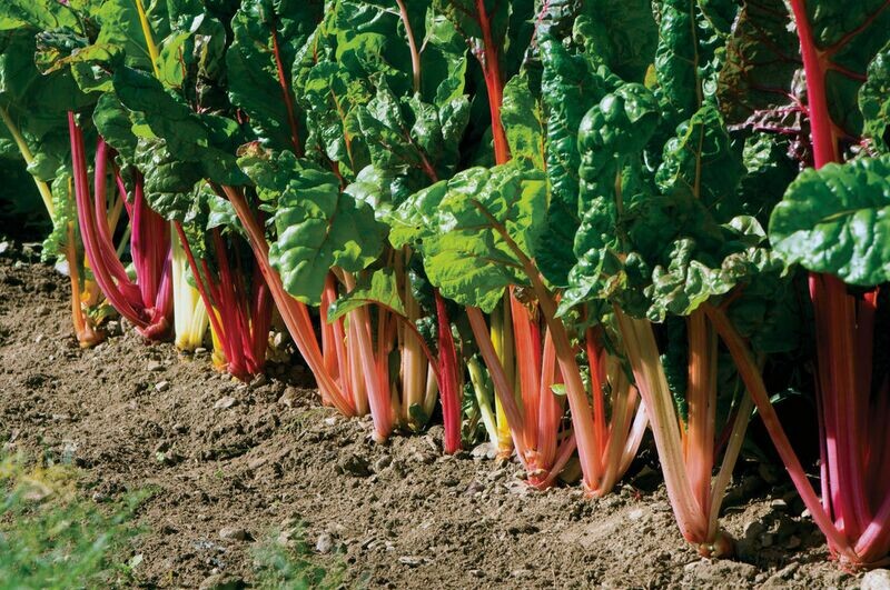 Swiss Chard &#39;Bright Lights&#39;