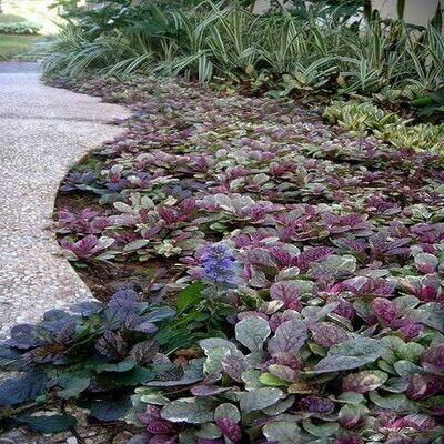Ajuga