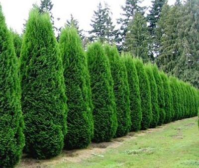 Arborvitae