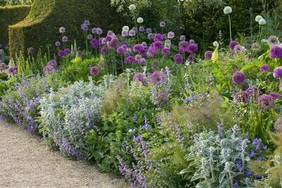 Perennials