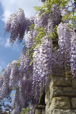 Wisteria