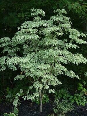 Chinese Dogwood &#39;Samaritan&#39; - Cornus Kousa