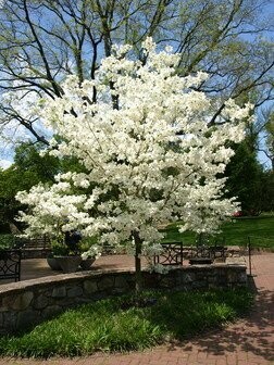 Dogwood &#39;Cloud 9&#39; - Cornus Florida