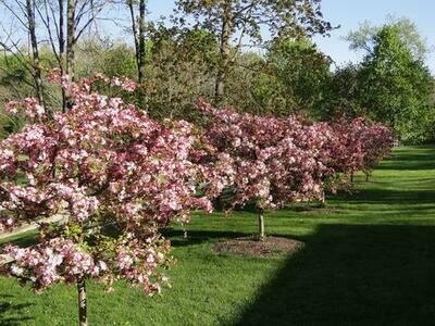 Crabapple &#39;Candymint&#39; - Malus Sargentii