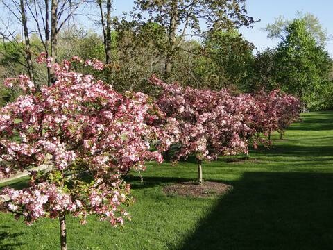 Crabapple &#39;Candymint&#39; - Malus Sargentii