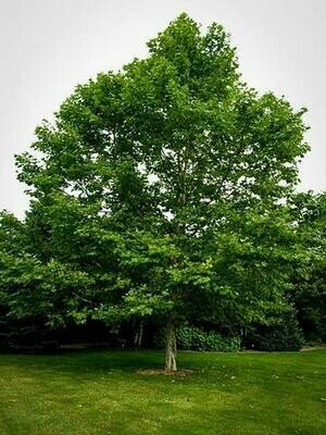 American Sycamore - Platanus Occidentalist