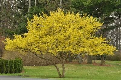 Dogwood &#39;Cornelian Cherry&#39; - Cornus Mas