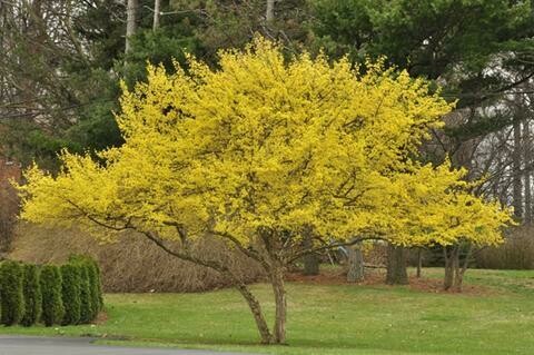 Dogwood &#39;Cornelian Cherry&#39; - Cornus Mas