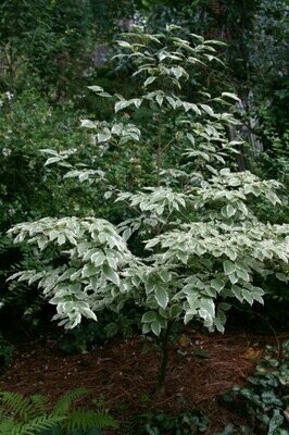 Chinese Dogwood &#39;Wolf Eyes&#39; - Cornus Kousa