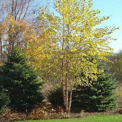 Birch &#39;Dura-Heat&#39; - Betula Nigra