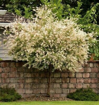 Dappled Willow &#39;Hakuro-Nishiki&#39; - Salix Integra