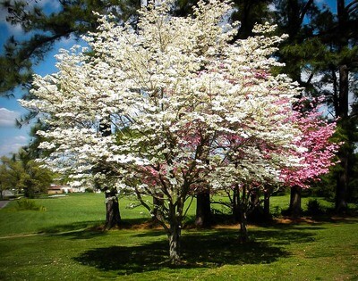 Dogwood &#39;Cherokee Princess&#39; - Cornus Florida