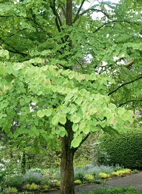 Chinese Redbud &#39;Avondale &#39; - Cercis chinensis &#39;Avondale&#39;
