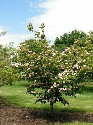 Dogwood &#39;Heart Throb&#39; - Cornus Kousa