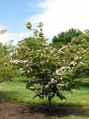 Dogwood &#39;Heart Throb&#39; - Cornus Kousa