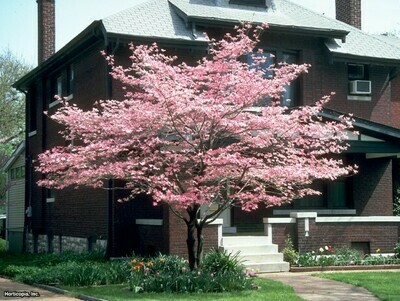 Dogwood &#39;Rubra&#39; - Cornus Florida