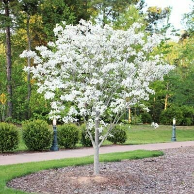 Dogwood &#39;White Dogwood&#39; - Cornus Florida