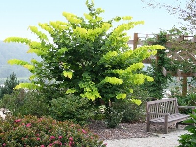 Eastern Redbud &#39;Hearts of Gold&#39; - Cercis Canadensis