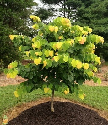 Eastern Redbud &#39;The Rising Sun&#39; - Cercis Canadensis