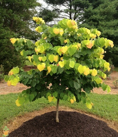 Eastern Redbud &#39;The Rising Sun&#39; - Cercis Canadensis