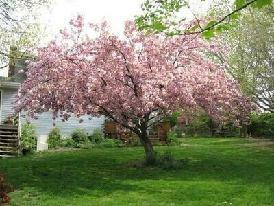 Flowering Cherry &#39;Kwanzan&#39; - Prunus Serrulata