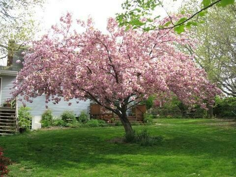 Flowering Cherry &#39;Kwanzan&#39; - Prunus Serrulata