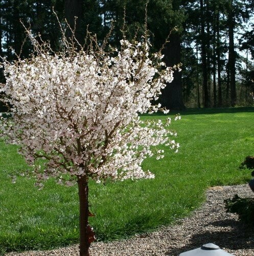 Flowering Cherry &#39;Little Twist&#39; - Prunus Incisa