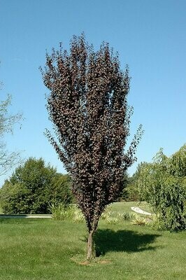 Flowering Plum &#39;Crimson Pointe&#39; - Prunus Cerasifera