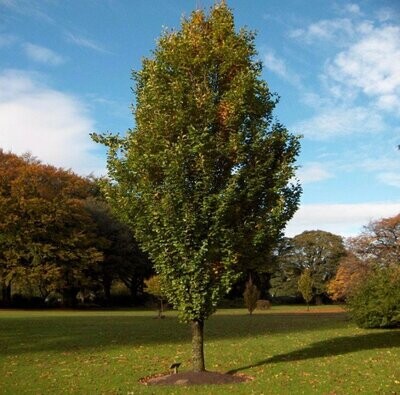Golden European Beech &#39;Dawyck Gold&#39; - Fagus Sylvatica