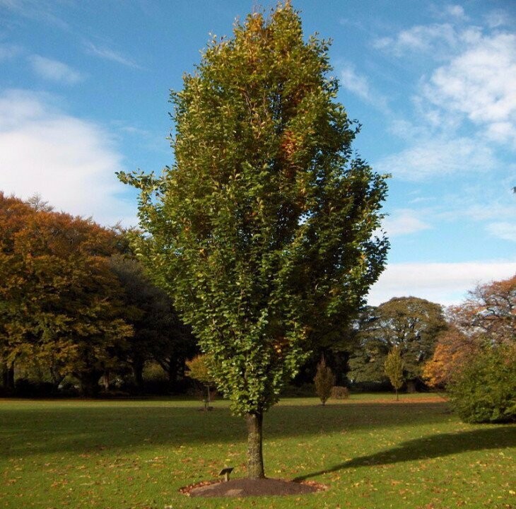 Golden European Beech &#39;Dawyck Gold&#39; - Fagus Sylvatica