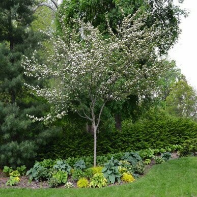 Hawthorn &#39;Winter King&#39; - Crataegus Viridis