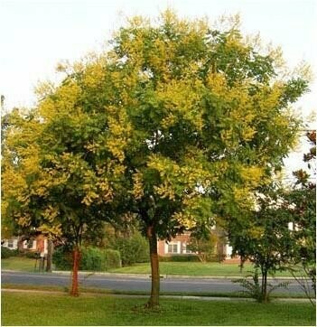 Goldenrain Tree - Koelreuteria Paniculata