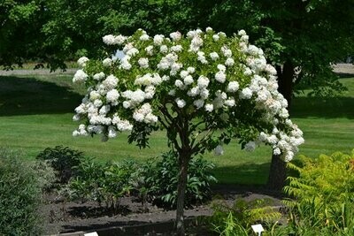 Hydrangea &#39;Pee Gee&#39; - Hydrangea Paniculata