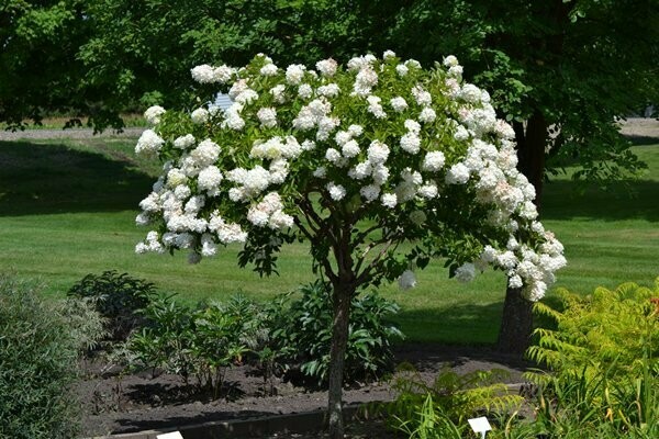 Hydrangea &#39;Pee Gee&#39; - Hydrangea Paniculata
