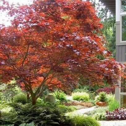 Japanese Maple &#39;Bloodgood&#39; - Acer Palmatum