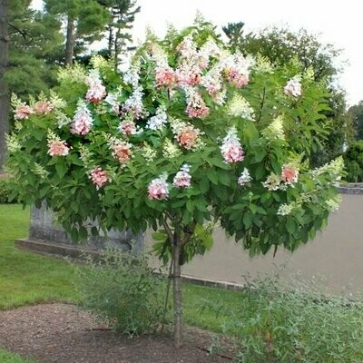 Hydrangea &#39;Pinky Winky&#39; - Hydrangea Paniculata