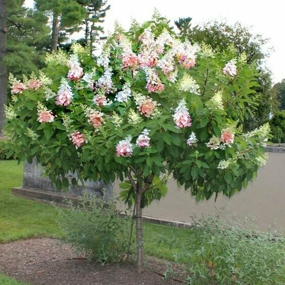 Hydrangea &#39;Pinky Winky&#39; - Hydrangea Paniculata