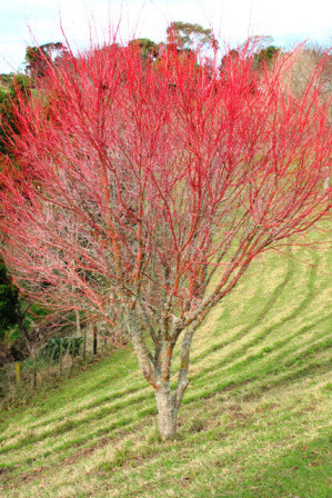 Japanese Maple &#39;Coral Bark&#39; - Acer Palmatum