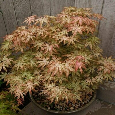 Japanese Maple &#39;Peaches &amp; Cream&#39; - Acer Palmatum