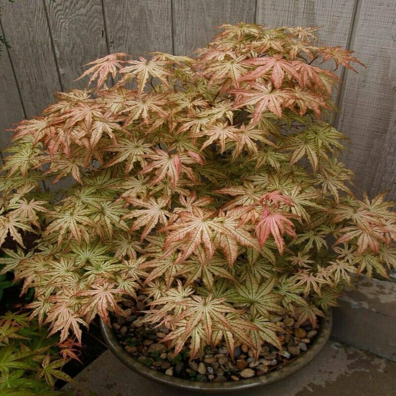 Japanese Maple &#39;Peaches &amp; Cream&#39; - Acer Palmatum