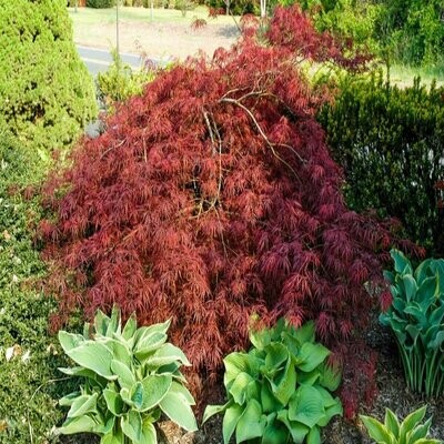 Japanese Maple &#39;Threadleaf&#39; - Acer Palmatum